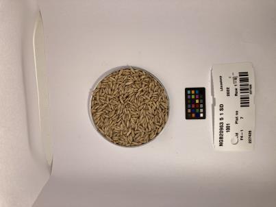 Click for 1 image(s) for this accession. SEED